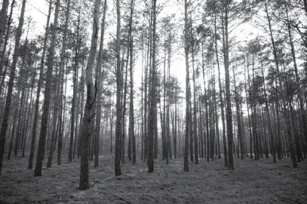 Black and white pine forest wallpaper and wall murals shop in South Africa. Wallpaper and wall mural online store with a huge range for sale.