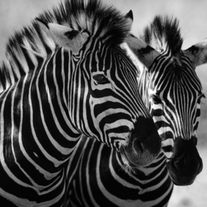 Black and white pairing of Zebras wallpaper and wall murals shop in South Africa. Wallpaper and wall mural online store with a huge range for sale.