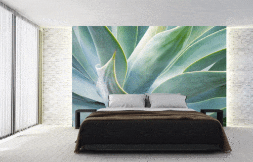 Succulent wallpaper and wall murals for sale in South Africa. Wallpaper and wall mural online store with a huge range for sale.