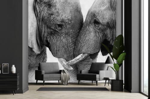 Elephant Wallpaper wall mural for sale South Africa