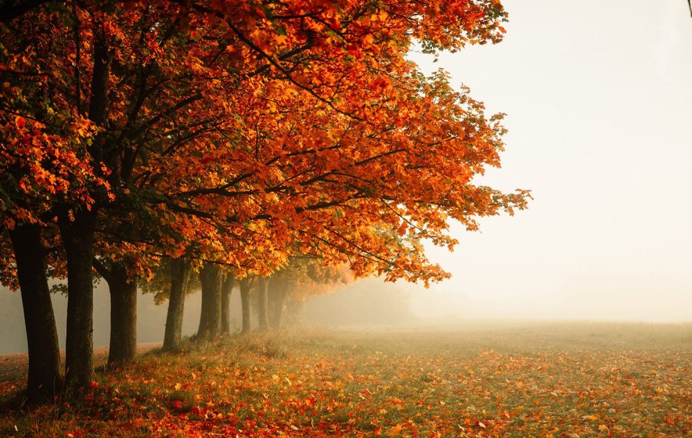 Oak trees in autumn with burnt orange leaves, a field disappearing into the mist. Autumn Stroll Forest Mural exclusively from Wallpaper Online South Africa.