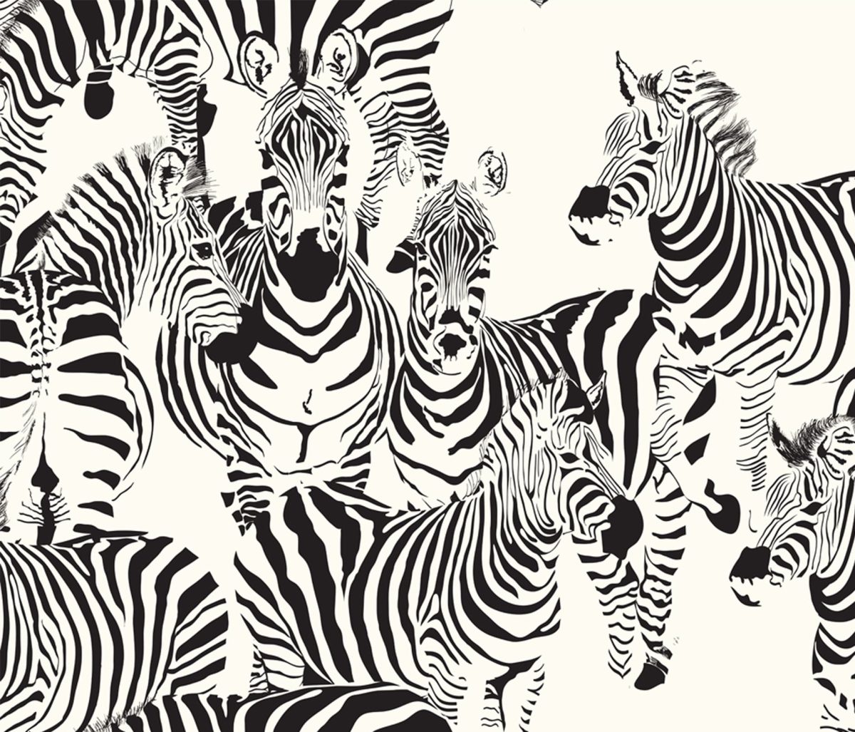 Mural of a herd of zebra looking inquisitively at you. Wallpaper sold by Wallpaper Online South Africa