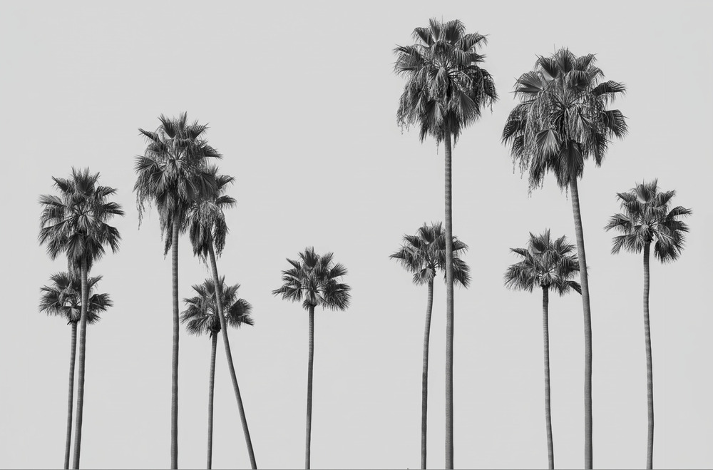 Monochrome Palm Horizon Mural 3 Wallpaper and Wall Murals South Africa monochrome wall mural featuring tall black palm trees silhouetted against a soft grey sky in a minimalist coastal landscape.