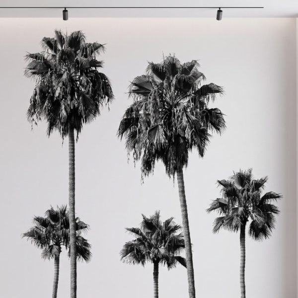 test color filter 2 Wallpaper and Wall Murals South Africa A zoomed-in of black and white palm trees with slender trunks and textured fronds creating a modern tropical mural design.