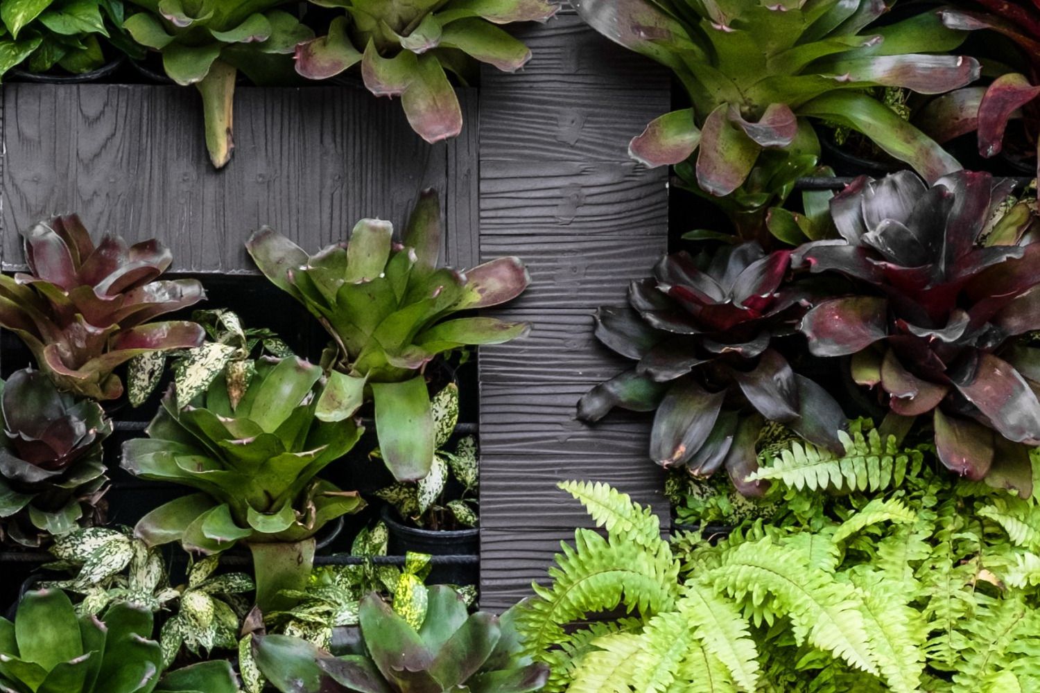 Mural Plant Maze 4 Wallpaper and Wall Murals South Africa Mural Plant Maze close-up showing texture and colour