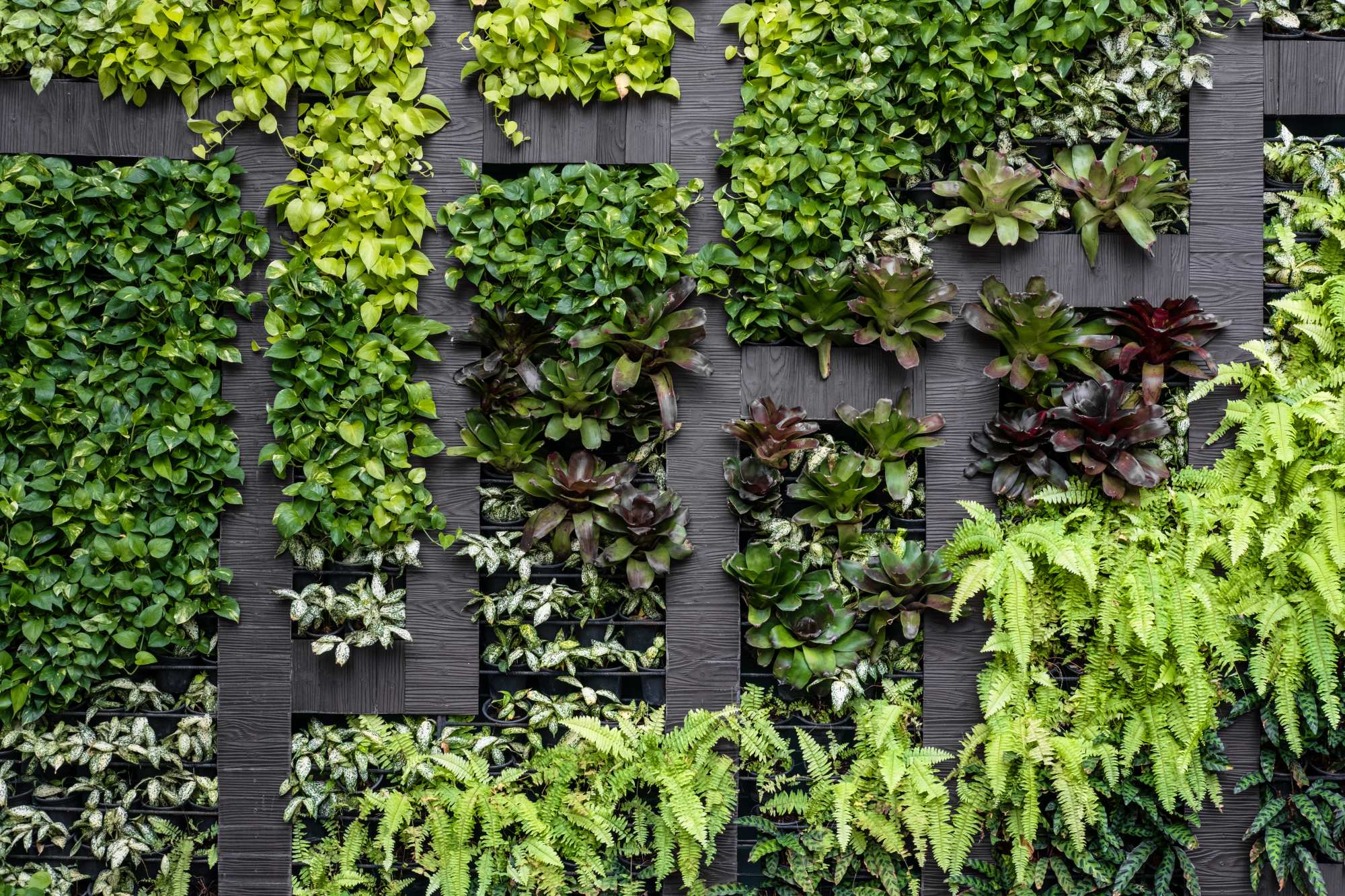 Mural Plant Maze 2 Wallpaper and Wall Murals South Africa Mural Plant Maze, living plant wall in green, brown and red mural - WallpaperOnline