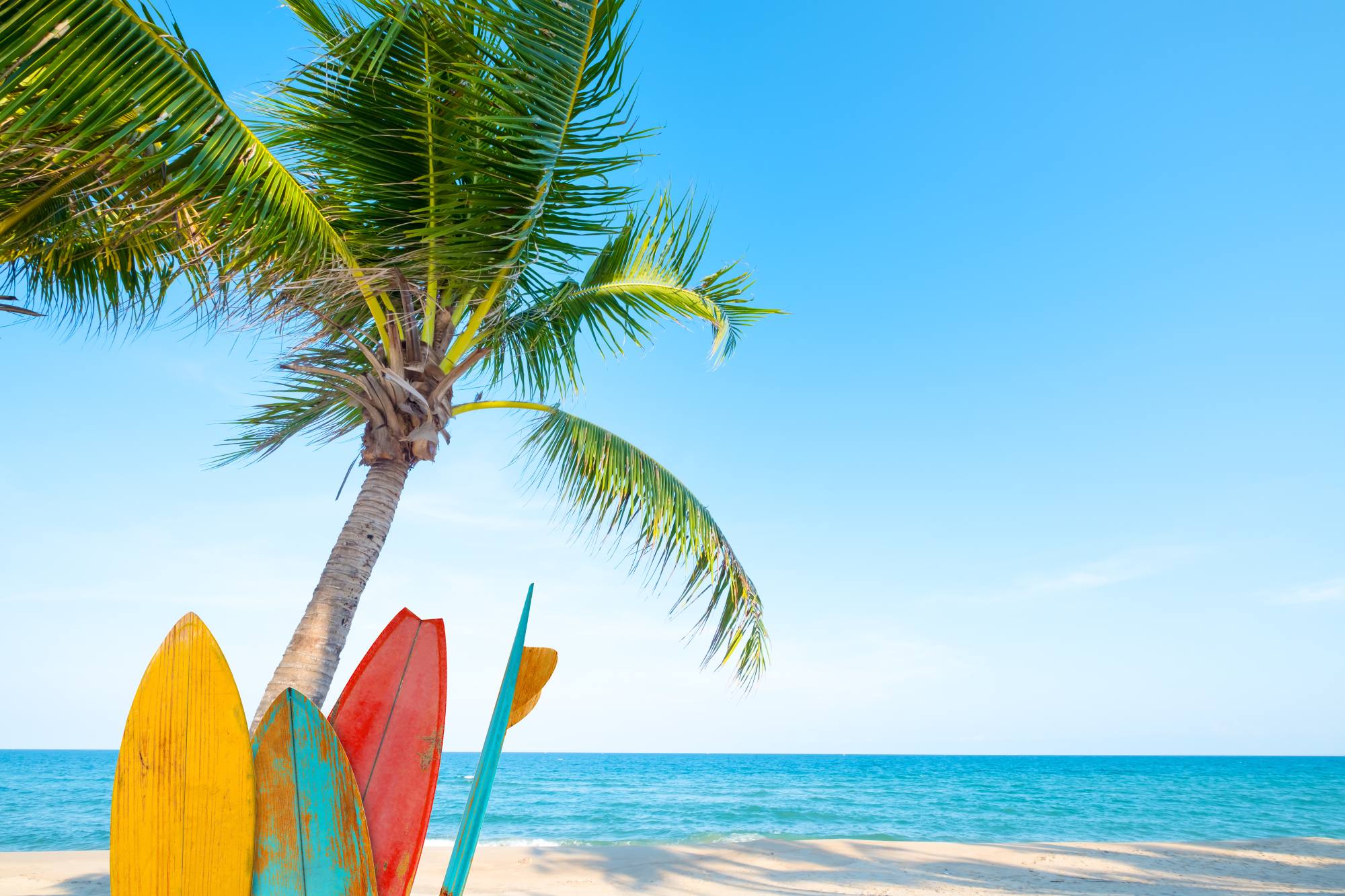 Mural Surf Island 2 Wallpaper and Wall Murals South Africa Surf Island, palm tree and surfboards on a beach in blue, yellow, green mural - WallpaperOnline