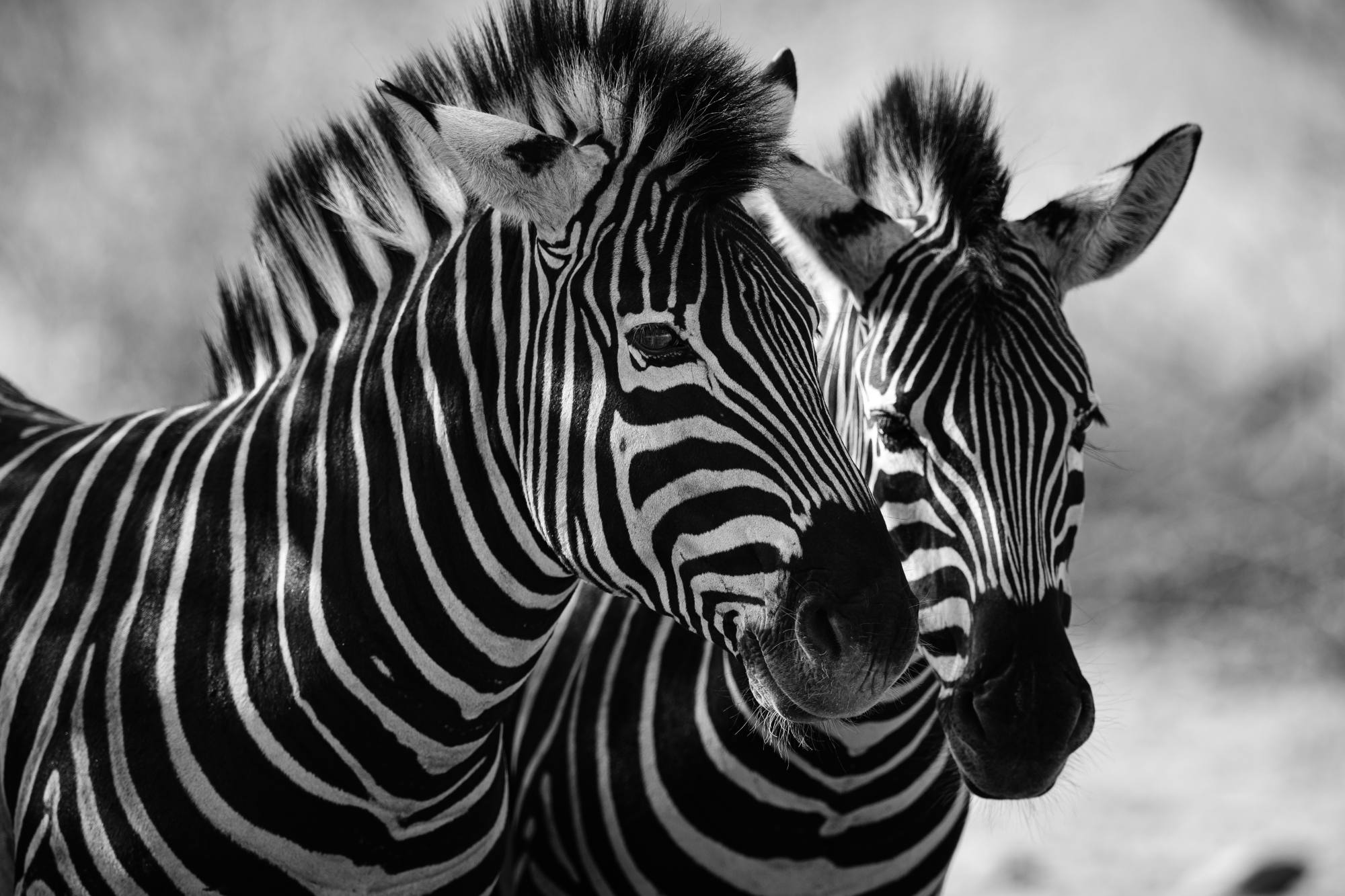 Mural United Stripes 2 Wallpaper and Wall Murals South Africa United Stripes, zebra in black and white mural - WallpaperOnline
