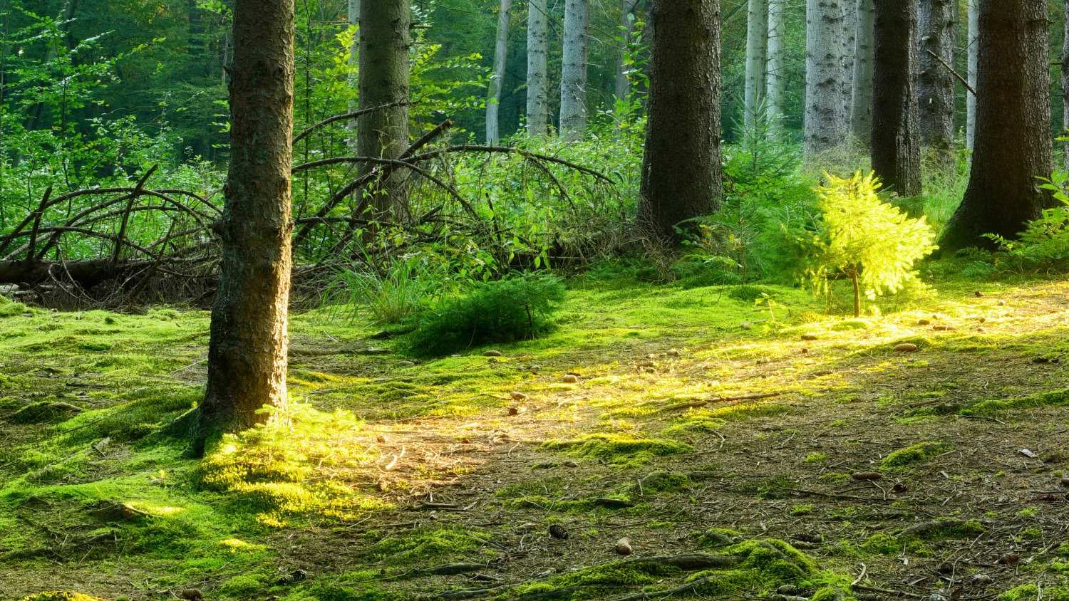 Mural Forest Floor 4 Wallpaper and Wall Murals South Africa Mural Forest Floor close-up showing texture and colour