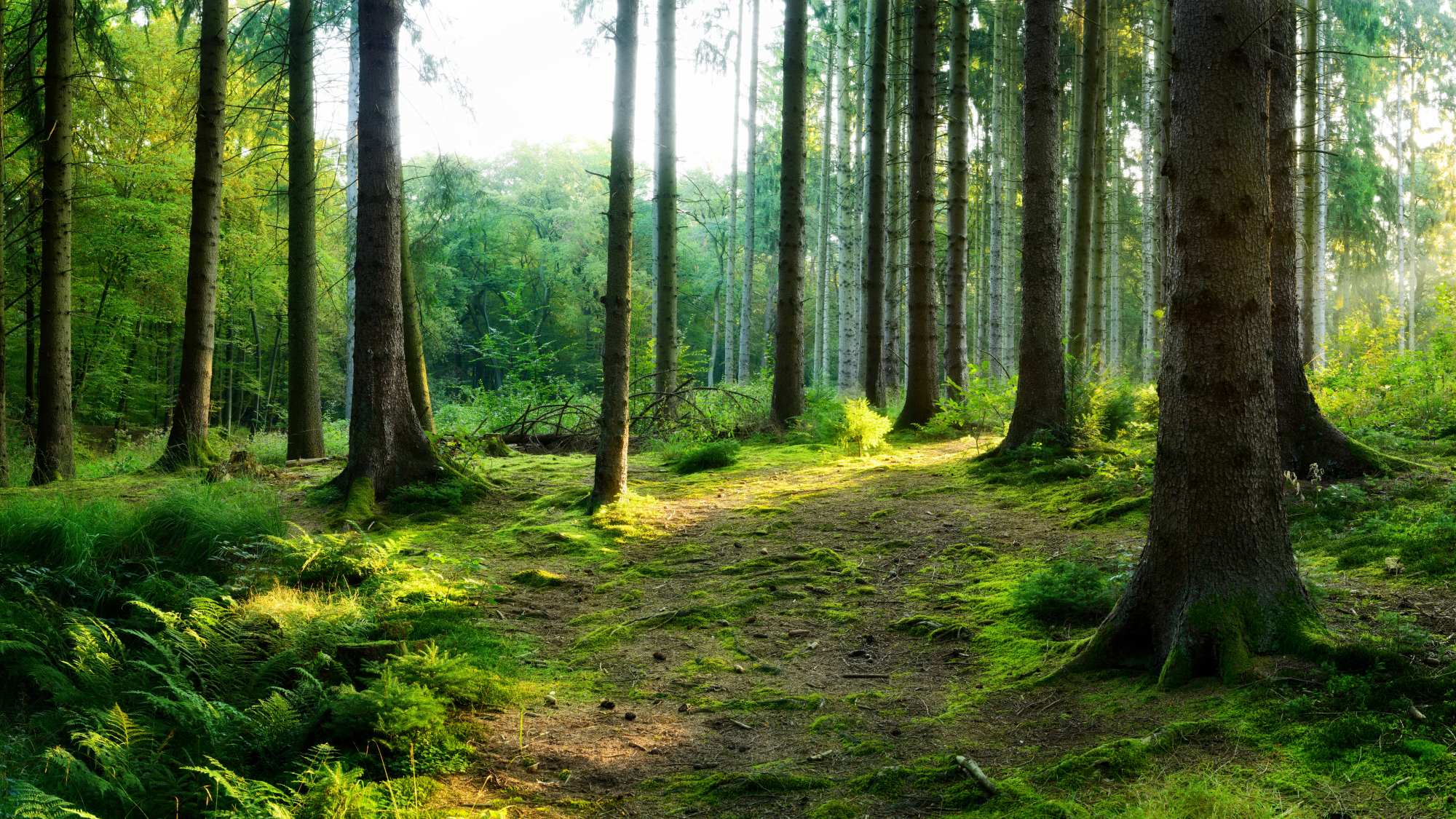 Mural Forest Floor 2 Wallpaper and Wall Murals South Africa Mural Forest Floor, sunlit forest floor in green, brown, white mural - WallpaperOnline