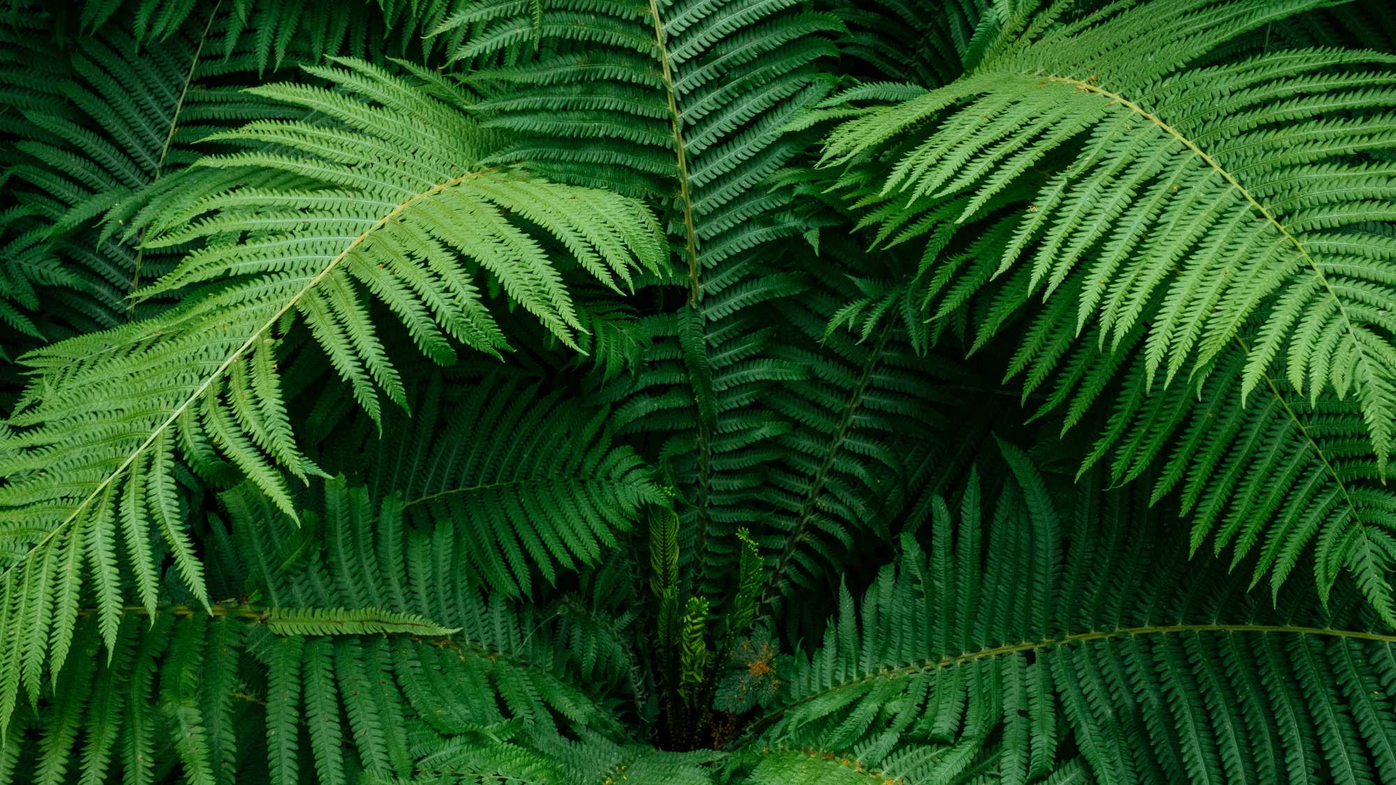 Mural Fern Valley 2 Wallpaper and Wall Murals South Africa Mural Fern Valley, fern canopy in green mural - WallpaperOnline