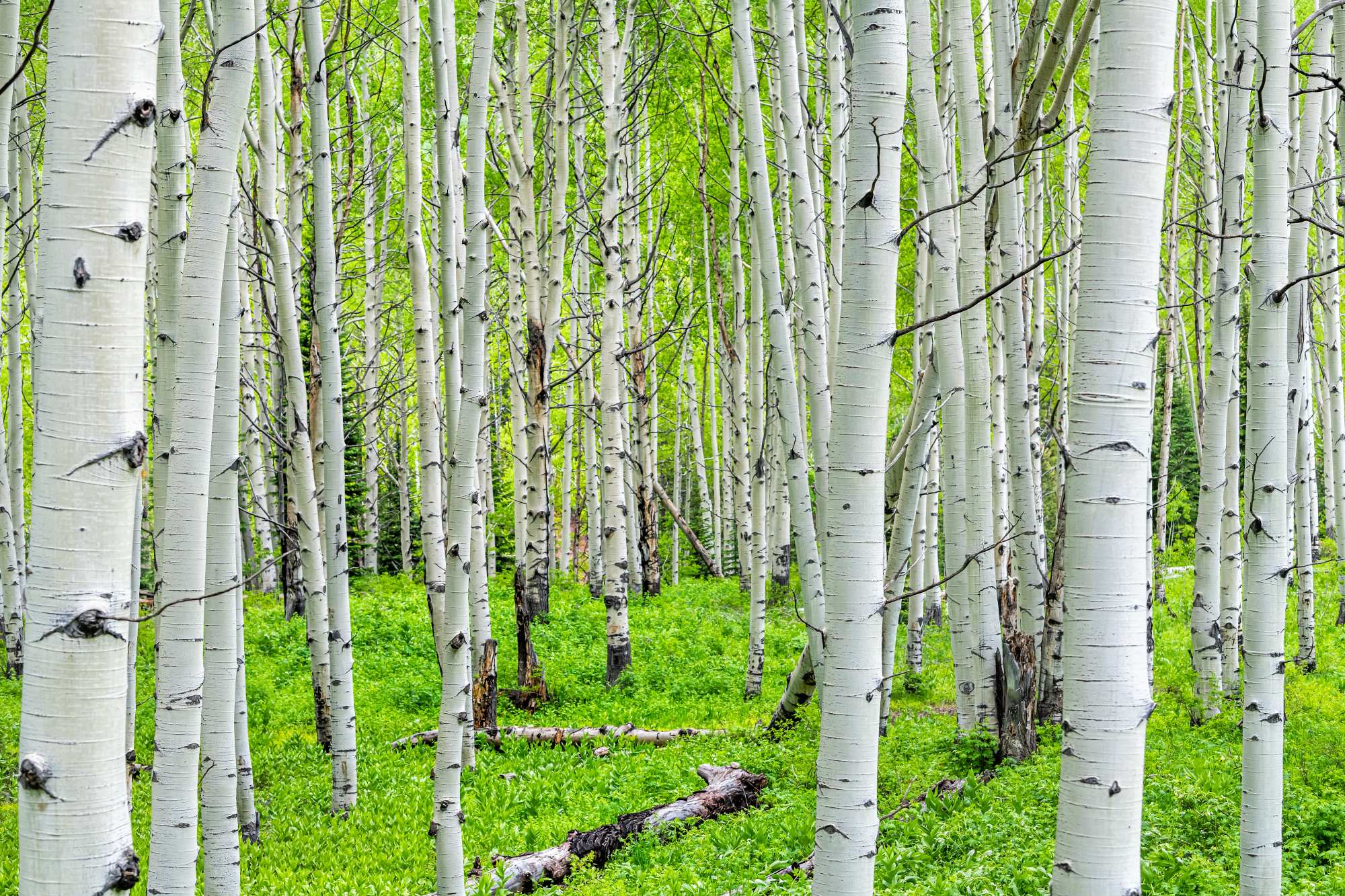 Mural Birchwood Maze 2 Wallpaper and Wall Murals South Africa Mural Birchwood Maze, birch forest in white and green mural - WallpaperOnline