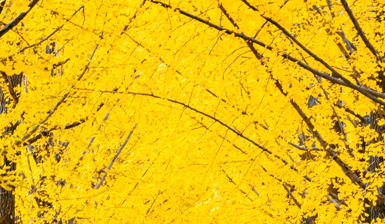 Mural Saffron Sweets 4 Wallpaper and Wall Murals South Africa Mural Saffron Sweets close-up showing texture and colour