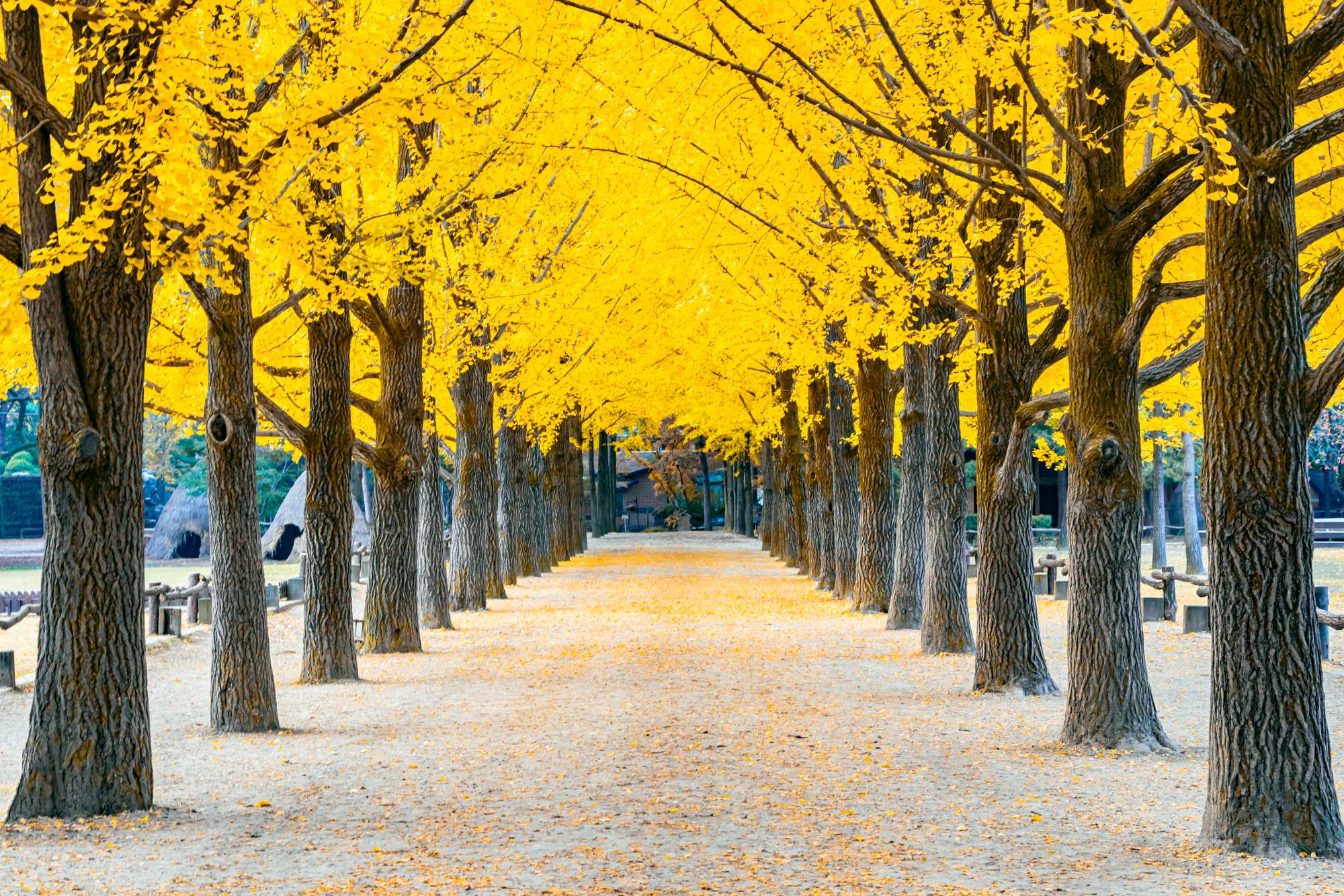 Mural Saffron Sweets 2 Wallpaper and Wall Murals South Africa Mural Saffron Sweets, golden ginkgo tree avenue in yellow and brown mural - WallpaperOnline
