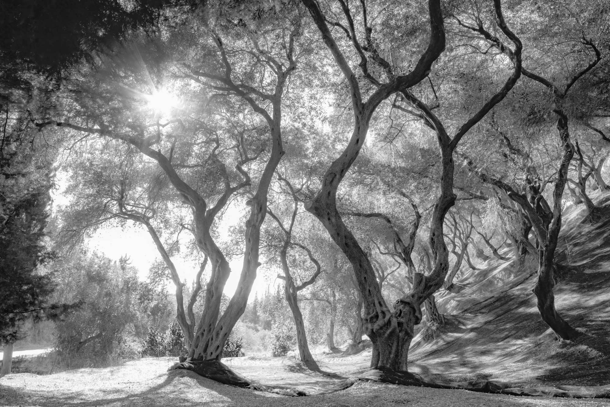Mural Nature Walk 2 Wallpaper and Wall Murals South Africa Mural Nature Walk, forest trees in black and white mural - WallpaperOnline