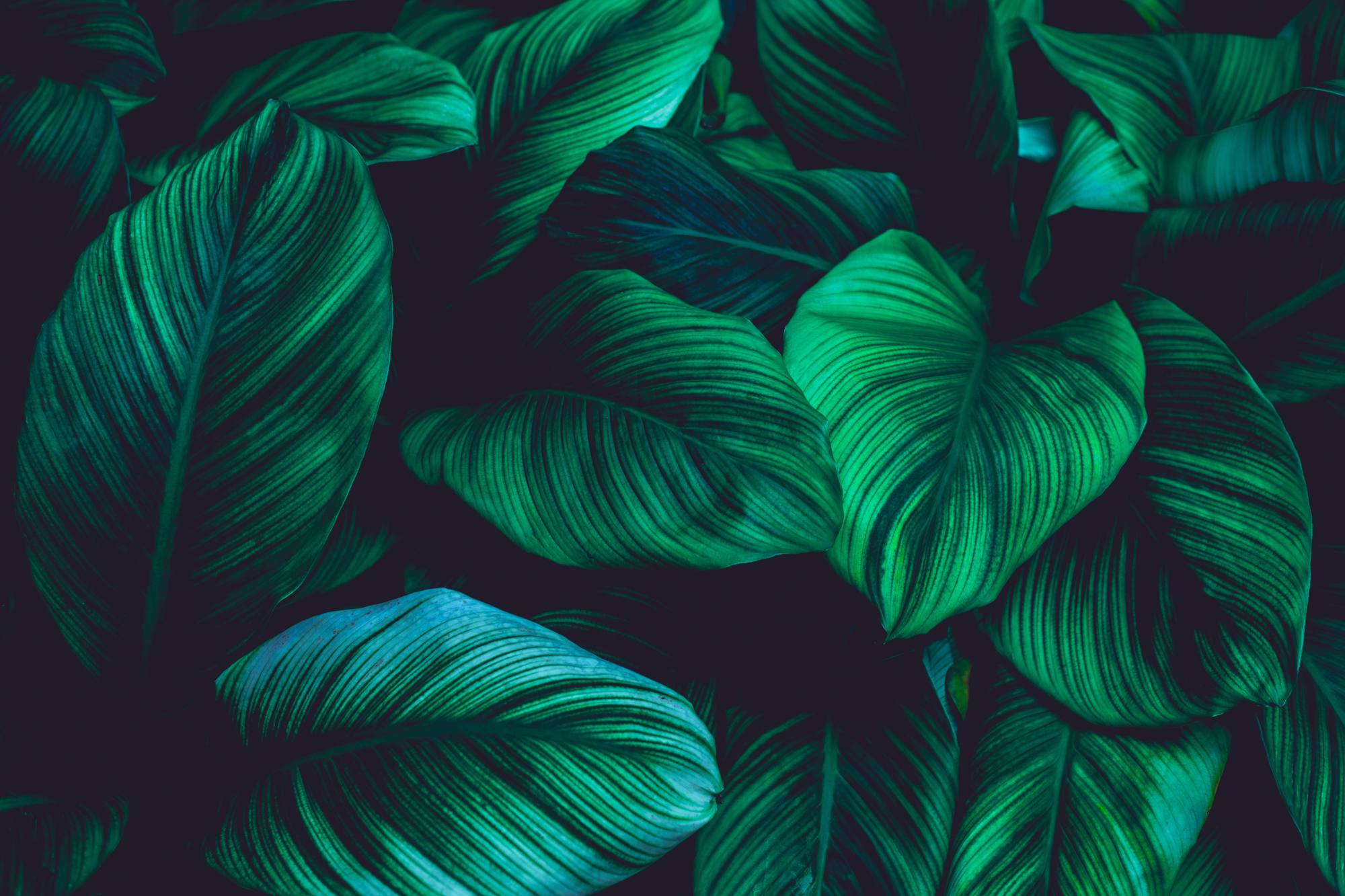 Mural Lara Leaves Dark 2 Wallpaper and Wall Murals South Africa Lara Leaves Dark, tropical foliage in green and black mural - WallpaperOnline