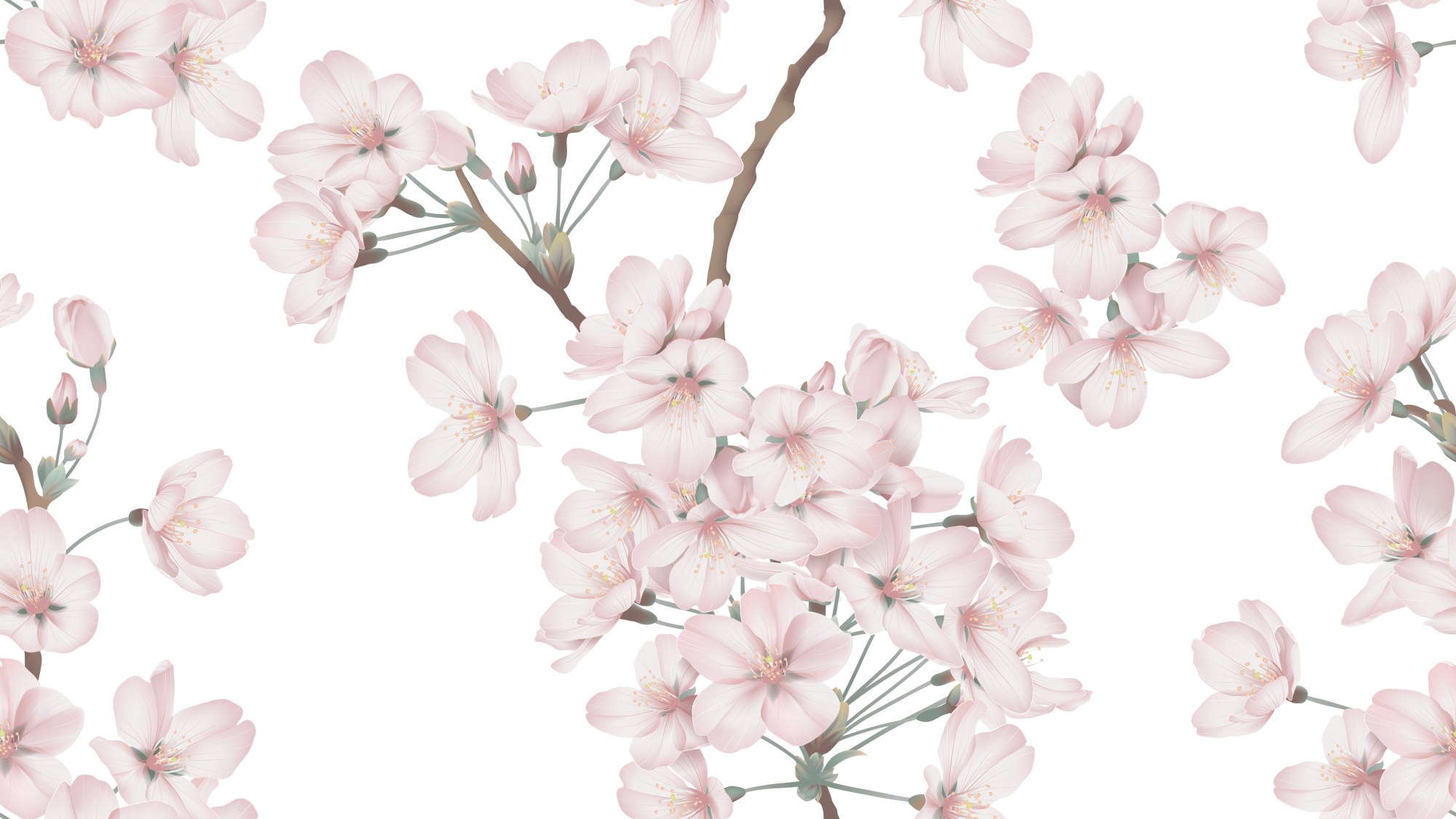 Lydia Wallpaper 2 Wallpaper and Wall Murals South Africa Lydia Wallpaper, cherry blossom branches in blush pink and white wallpaper - WallpaperOnline