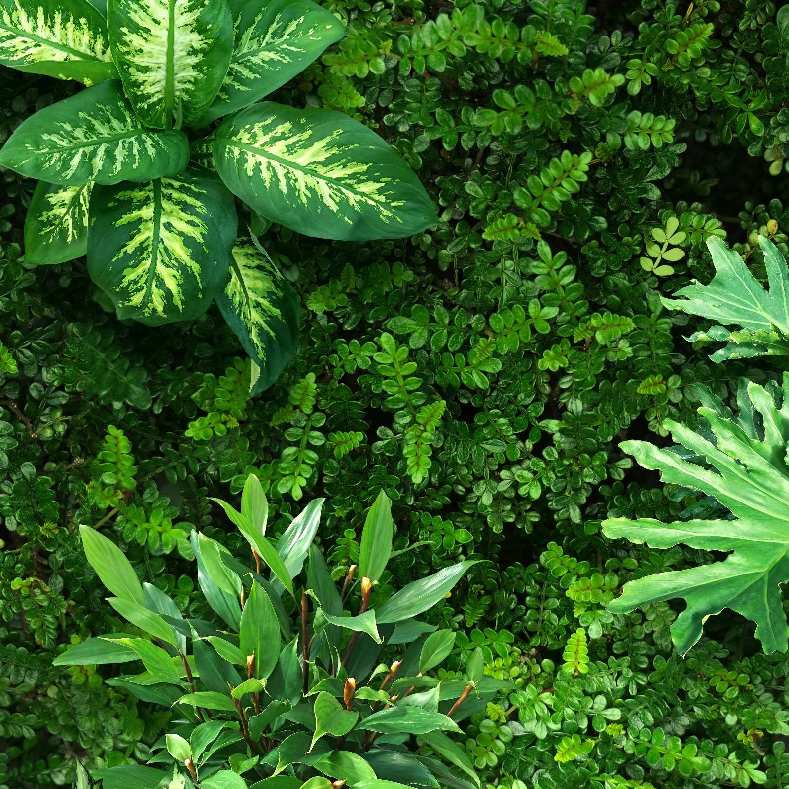 Mural Plant Wall 4 Wallpaper and Wall Murals South Africa Mural Plant Wall close-up showing texture and colour