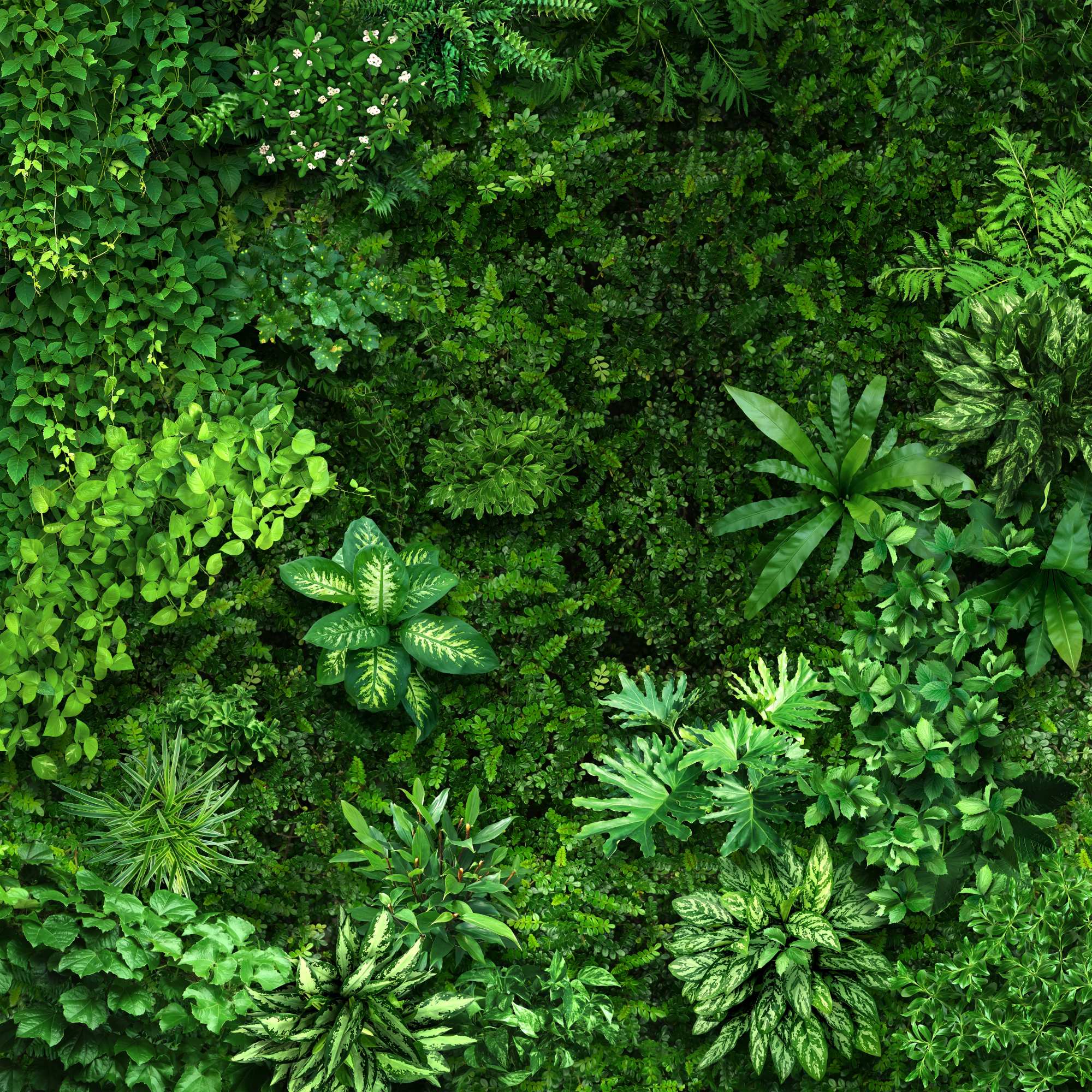 Mural Plant Wall 2 Wallpaper and Wall Murals South Africa Mural Plant Wall, dense foliage in green mural - WallpaperOnline