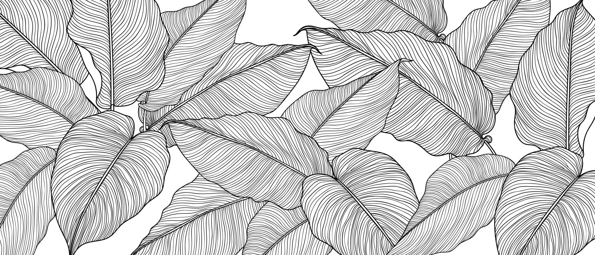 Mural Ink veins on white 2 Wallpaper and Wall Murals South Africa Mural Ink veins on white, botanical leaves in black and white mural - WallpaperOnline