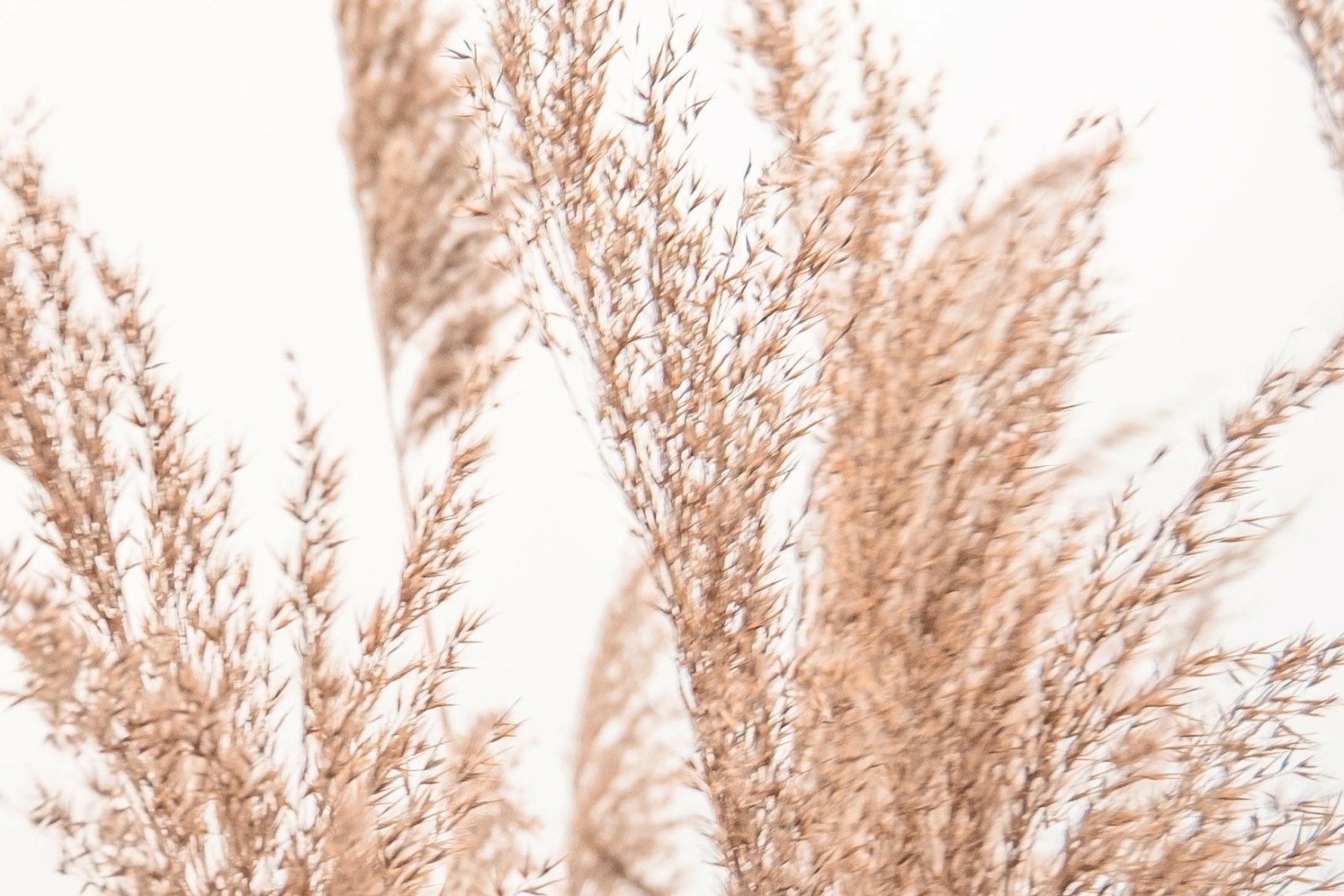 Mural Autumn Breeze 4 Wallpaper and Wall Murals South Africa Mural Autumn Breeze close-up showing texture and colour