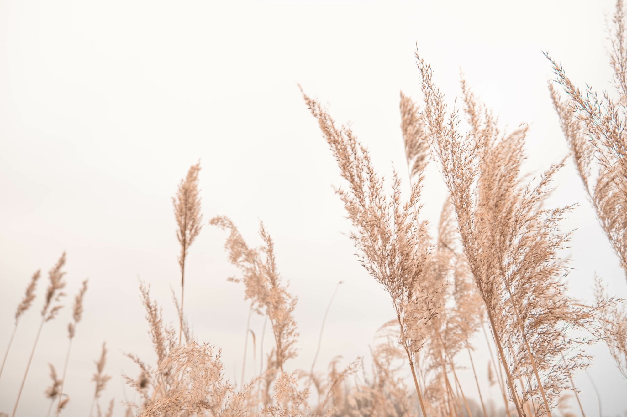 Mural Autumn Breeze 2 Wallpaper and Wall Murals South Africa Mural Autumn Breeze, dried grass seed heads in beige and white mural - WallpaperOnline