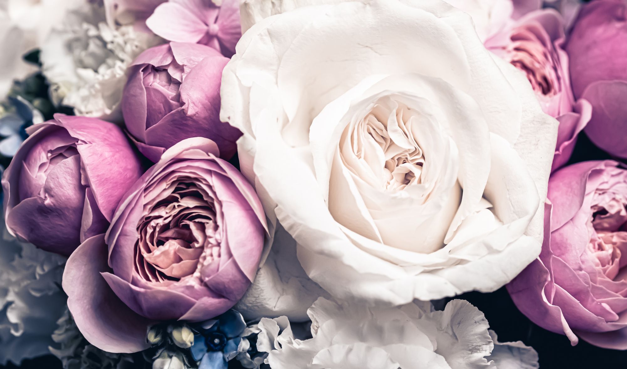 Mural Amber 2 Wallpaper and Wall Murals South Africa Mural Amber, blush peonies and roses in pink and white mural - WallpaperOnline