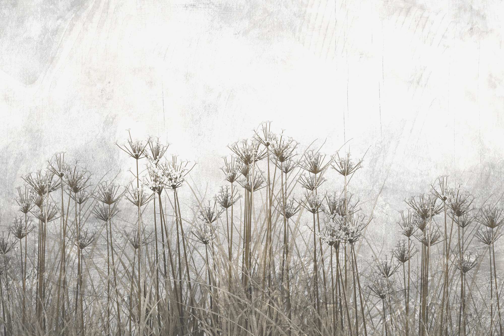 Mural De Champlain Forest 2 Wallpaper and Wall Murals South Africa De Champlain Forest, dried seed heads in cream and taupe mural - WallpaperOnline