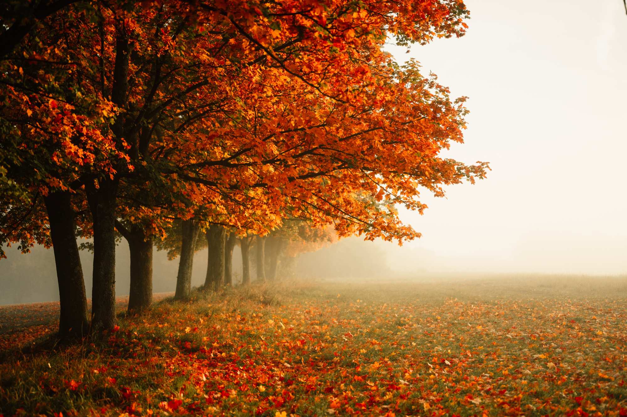 Autumn Stroll Forest Mural 2 Wallpaper and Wall Murals South Africa Autumn Stroll Forest, autumn tree avenue in orange, red and gold mural - WallpaperOnline