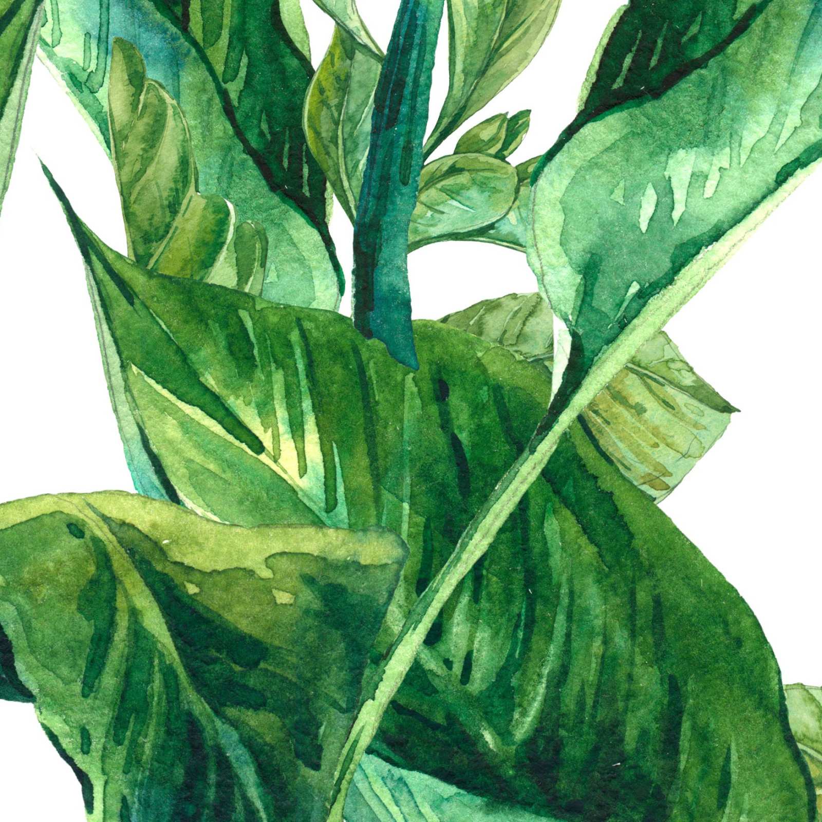 Lush Leaves Wallpaper 4 Wallpaper and Wall Murals South Africa Lush Leaves Wallpaper close-up showing texture and colour