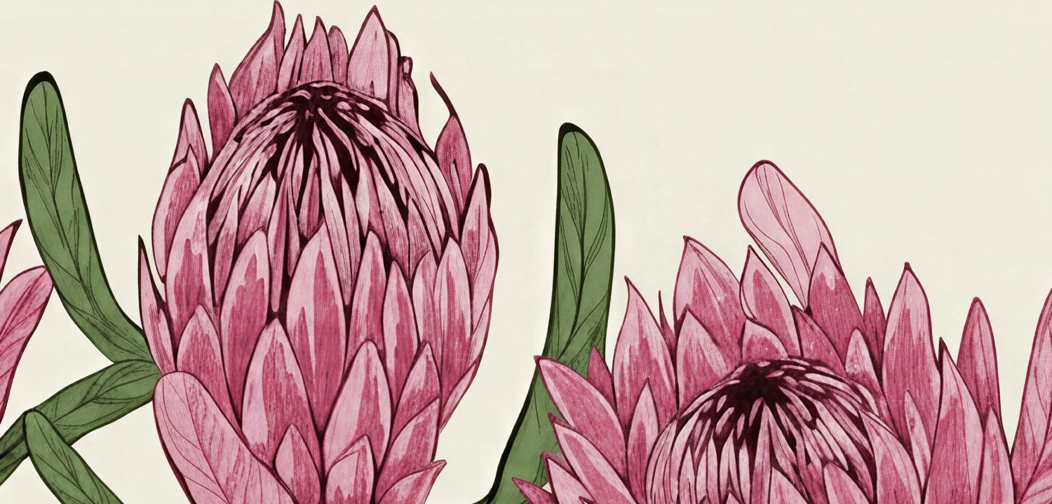 Protea Row 4 Wallpaper and Wall Murals South Africa Protea Row close-up showing texture and colour
