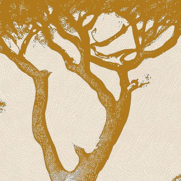 Golden Acacia Silhouette 3 Wallpaper and Wall Murals South Africa Golden Acacia Silhouette close-up showing texture and colour