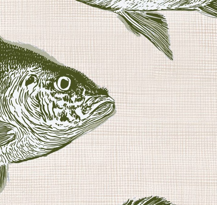 Olive Fish Shoal 3 Wallpaper and Wall Murals South Africa Olive Fish Shoal close-up showing texture and colour