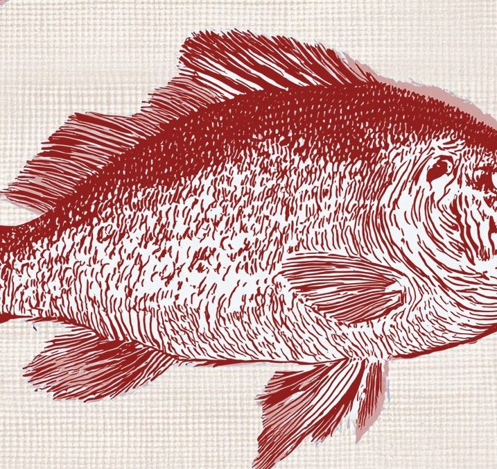 Red Fish Shoal 3 Wallpaper and Wall Murals South Africa Red Fish Shoal close-up showing texture and colour