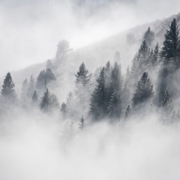 Mural Coniferous Forest